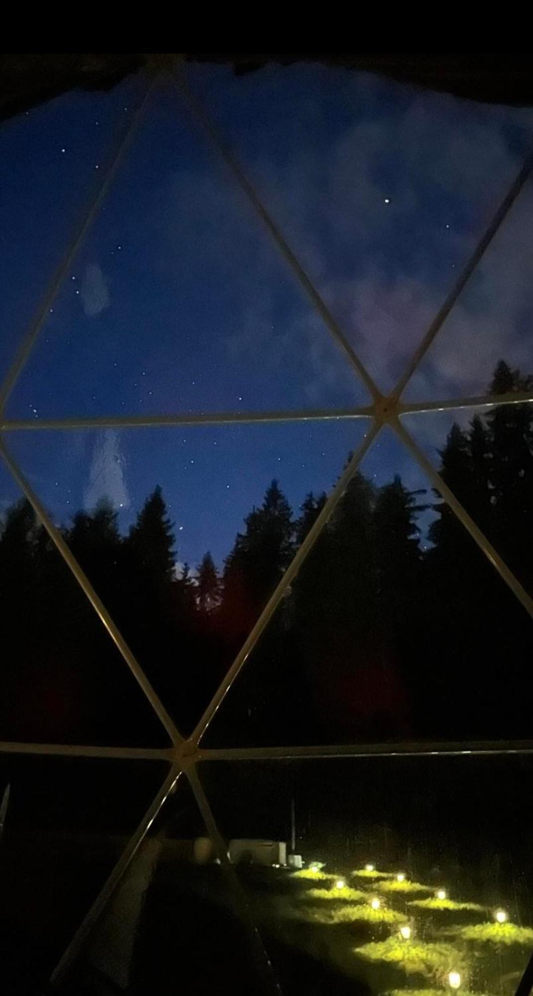 Forrest Glamp *