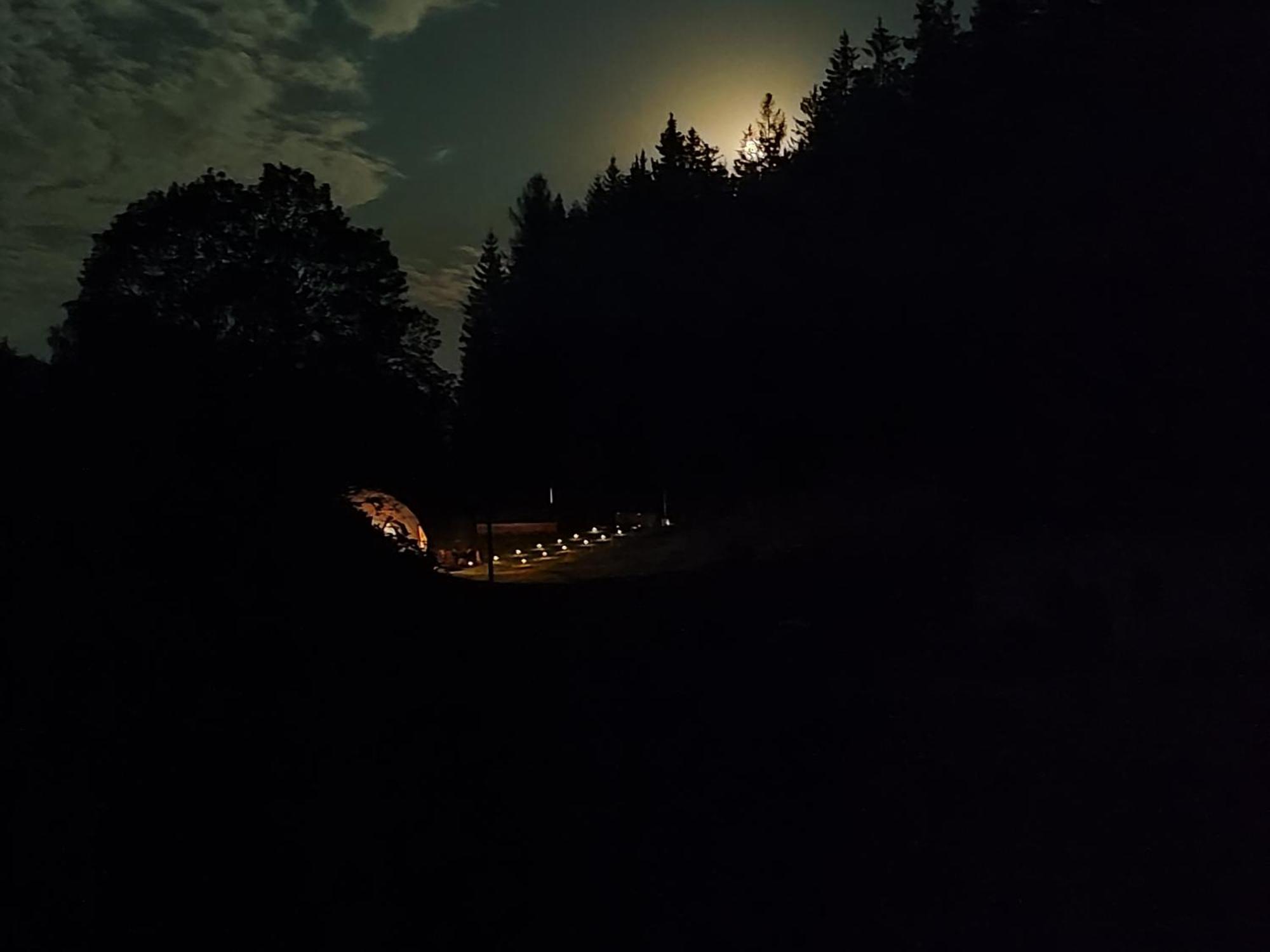 Forrest Glamp * Mieroszow